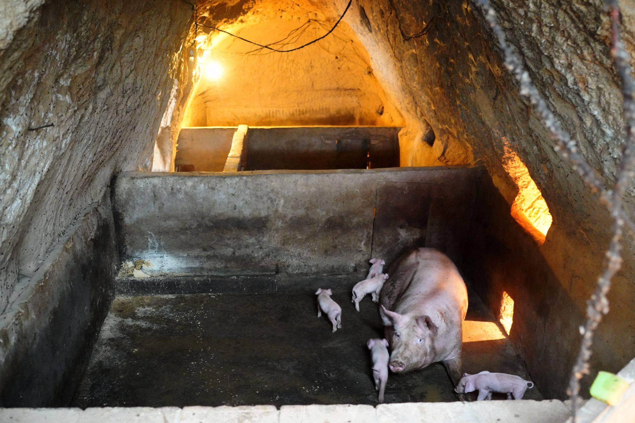 6旬农民大姐深山挖洞搞养殖,年赚20万,看看啥营生