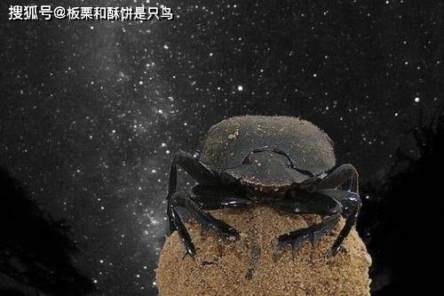 屎壳郎是古埃及的圣甲虫,还能星辰定位?你不知道它推粪球多努力