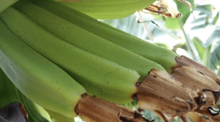 香蕉花蓟马的危害及防治措施!