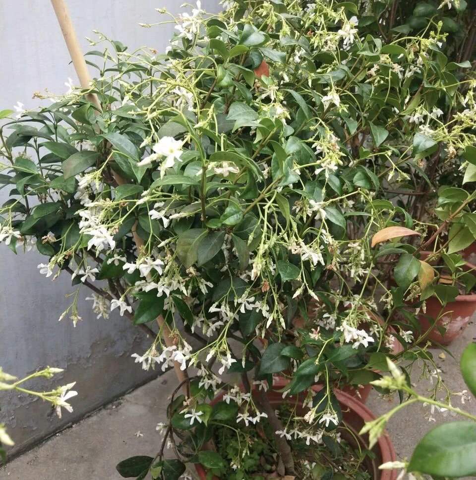 原創一種茉莉花真特殊花朵就像白色風車秋風吹過滿樹飄香