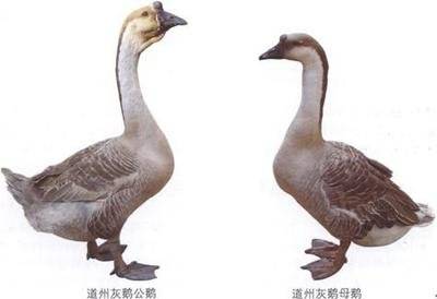 大公鹅和母鹅的区别图图片