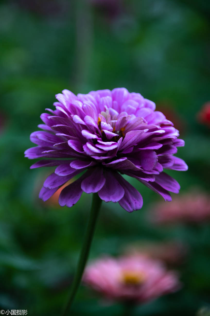 花卉摄影:百日菊,花型花色百变,总能有一款让你喜欢上它
