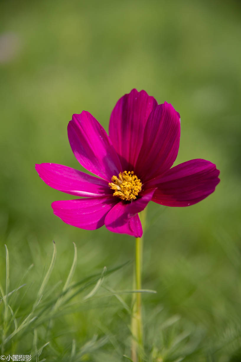花卉摄影秋英什么样的花可以同时代表纯洁多情永远快乐