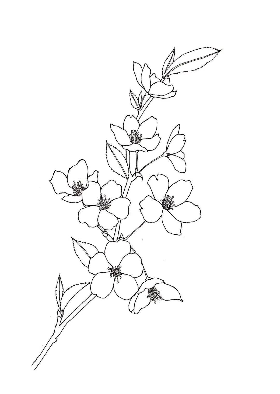简单的铅笔画花朵图片