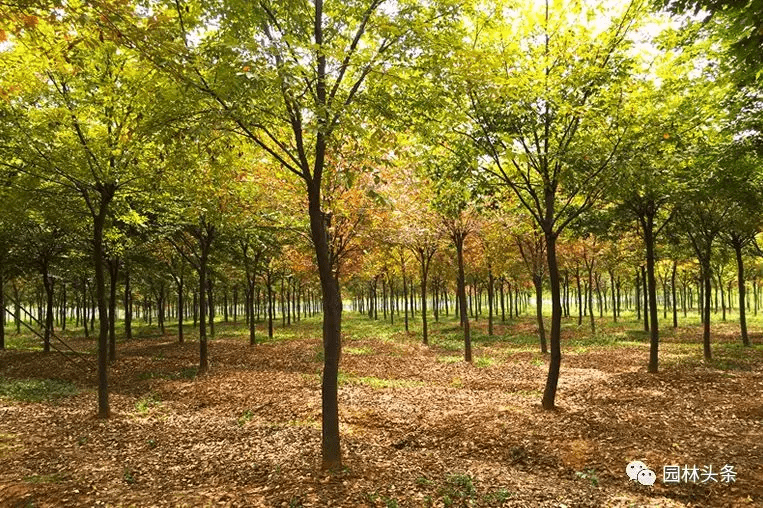 筑邦学堂谁说北方地区不能发展珍贵树种强烈推荐这18个树种