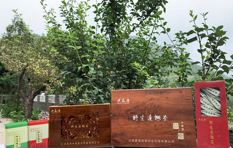 山西产业扶贫产品展播平定里洪水连翘茶