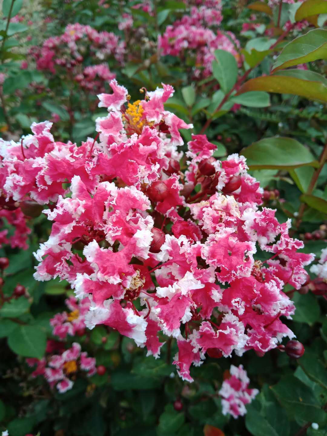 江西紫薇日本复花矮紫薇紫薇苗矮紫薇抚州南城基地实景图鉴赏