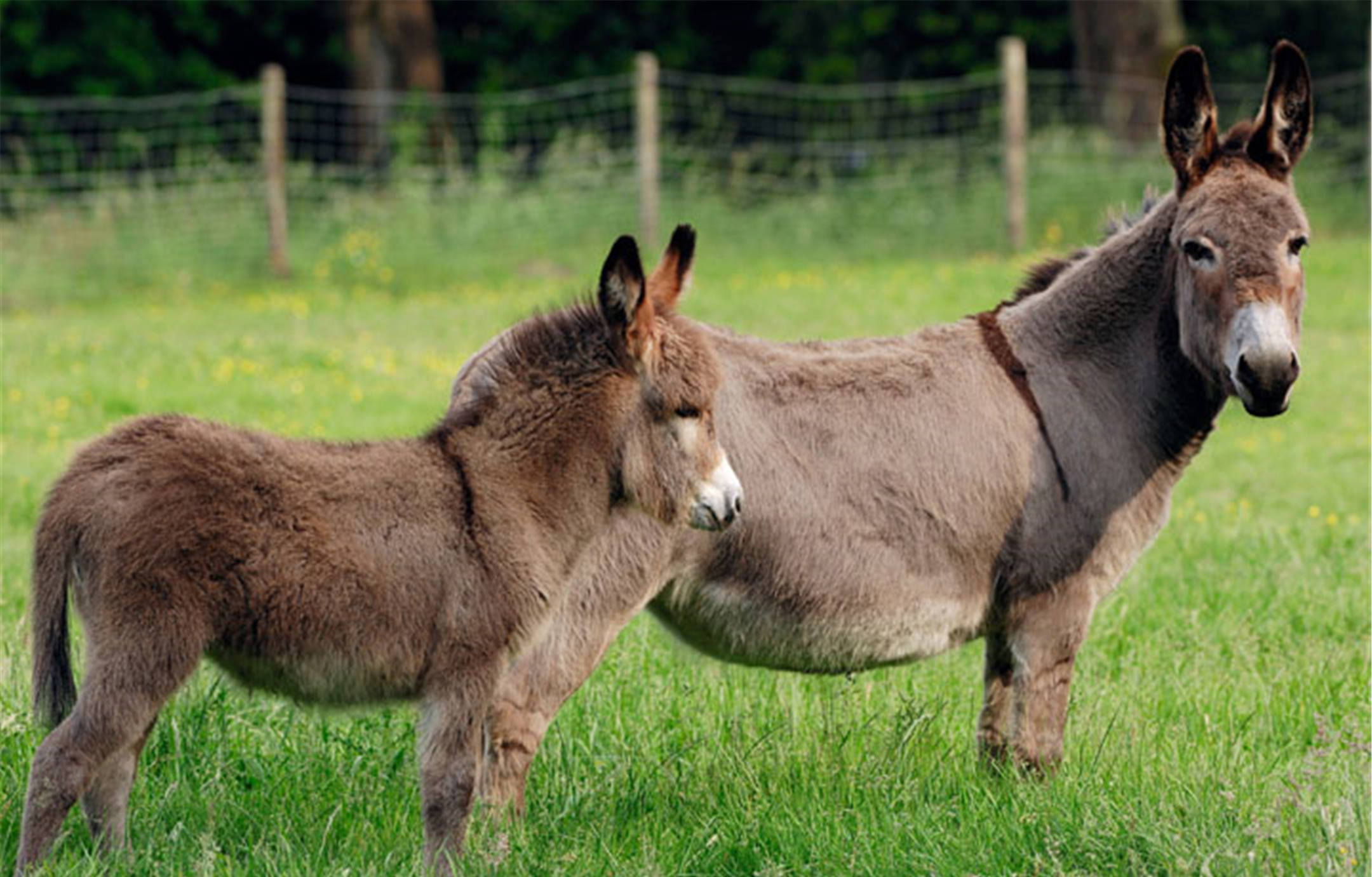 养牲口的老汉说短骡子长马好牛脖一柞啥意思有道理吗