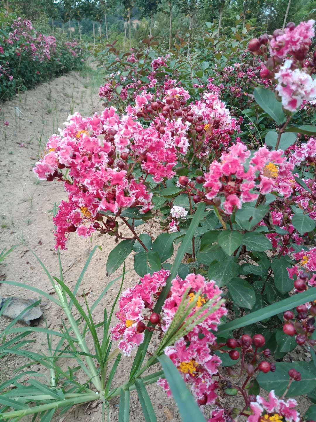 江西紫薇日本复花矮紫薇紫薇苗矮紫薇抚州南城基地实景图鉴赏