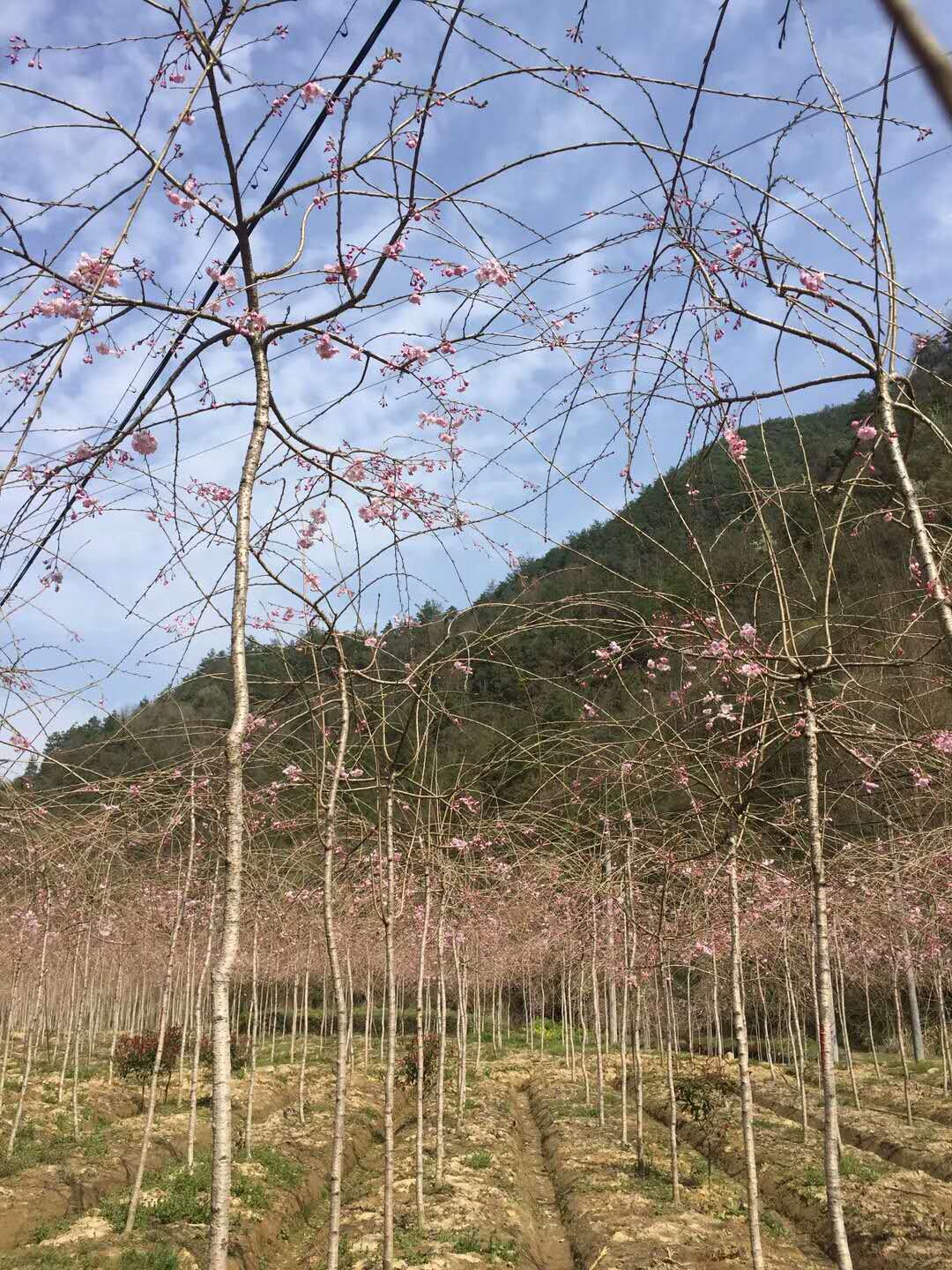 垂枝樱花价格(垂枝樱花什么时候开花)