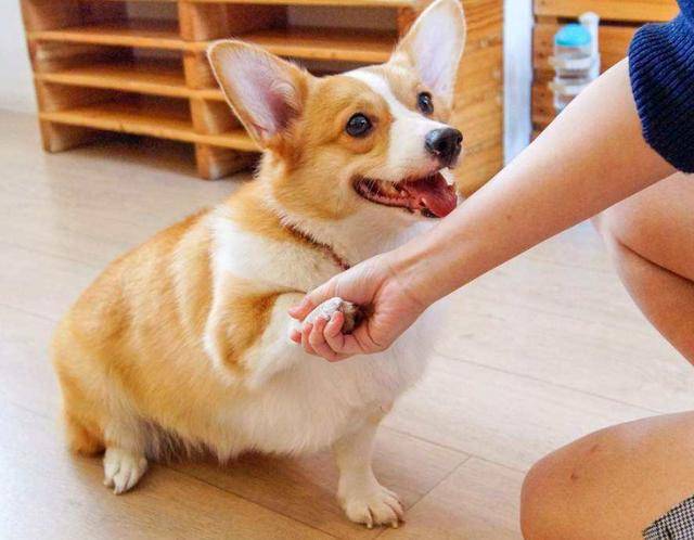 最适合陪伴孩子的8种狗狗第一名不是金毛犬