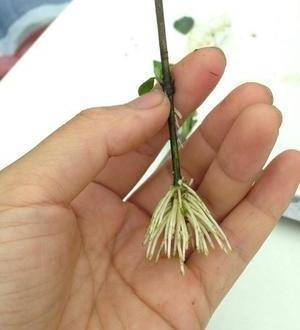 飘香藤这些都是在夏天生长旺盛,开花旺盛的植物,都可以拿来扦插