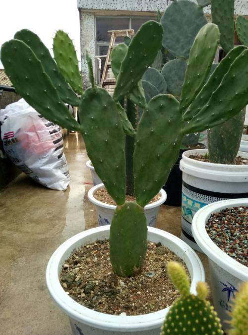 蟹爪兰嫁接仙人掌夏天这样养活得久开花伞叶片肥厚好度夏