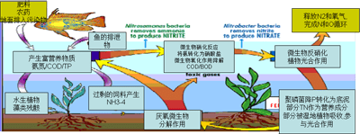 水質環境監測之水體富營養化新型組織研磨儀