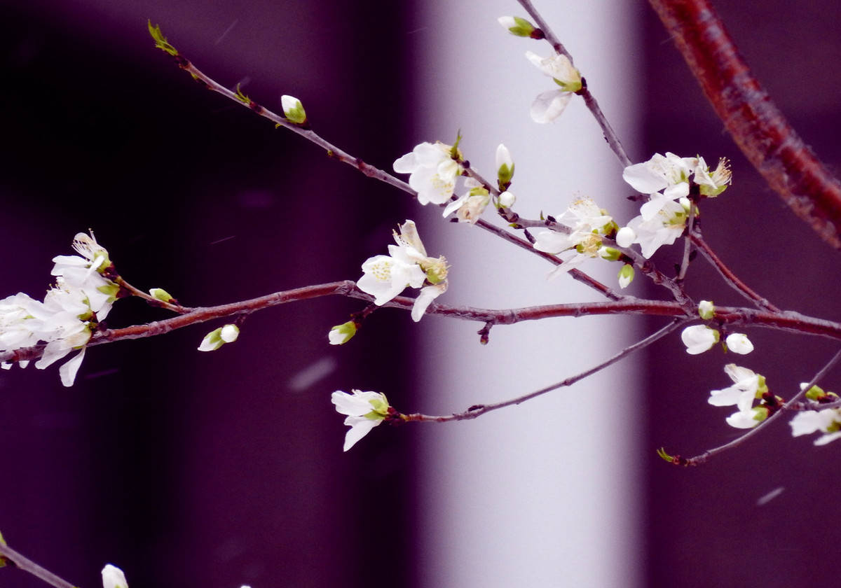 执手在风花雪月里