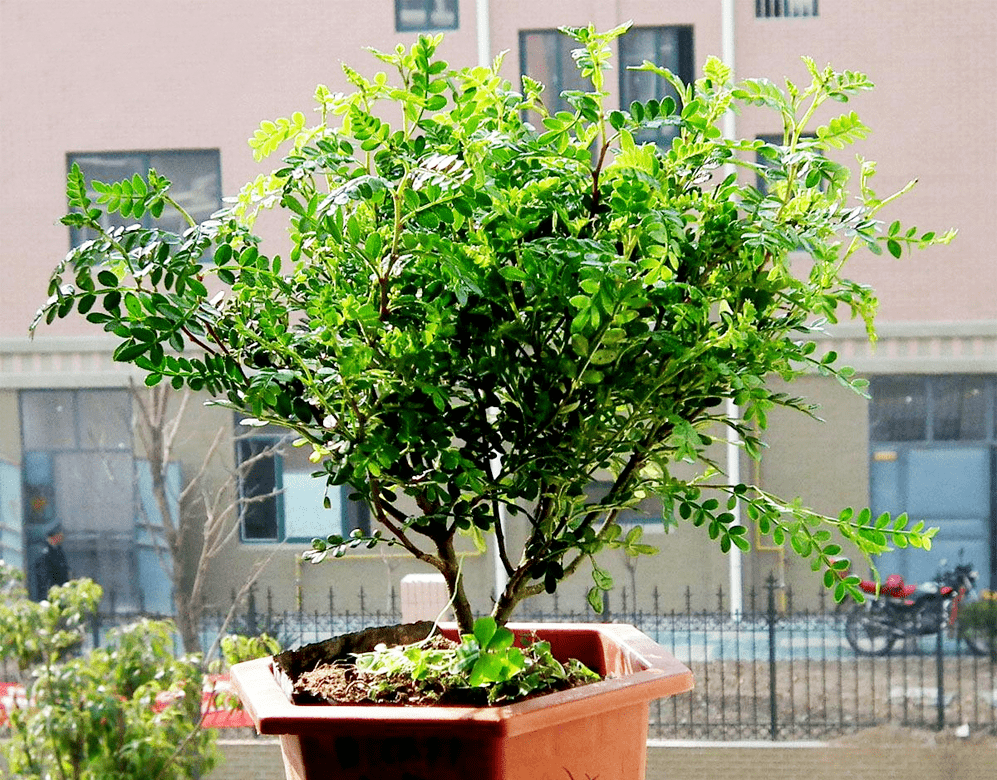 自带桔子香气秀美亮丽香叶树,清香木这么养护,芳香浓郁味清甜