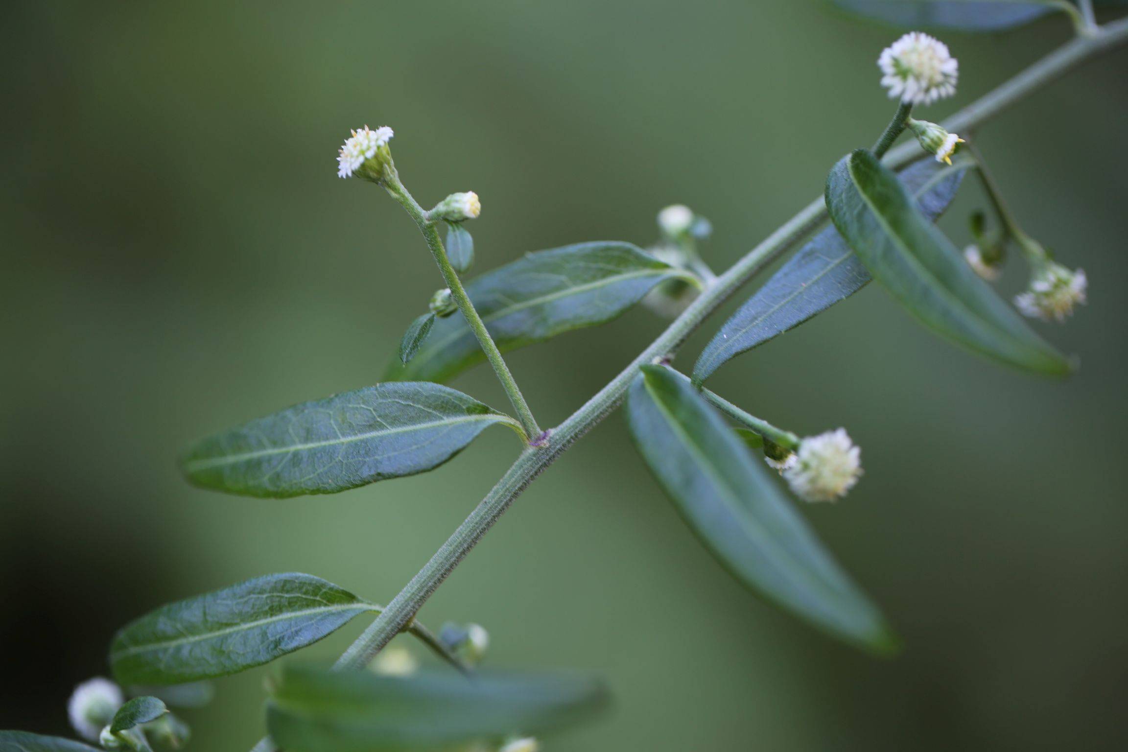 庆元植物1245-菊科-秋分草属-秋分草_手机搜狐网