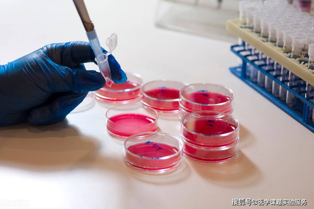细胞增殖与毒性检测实验方法及经验总结cck8法