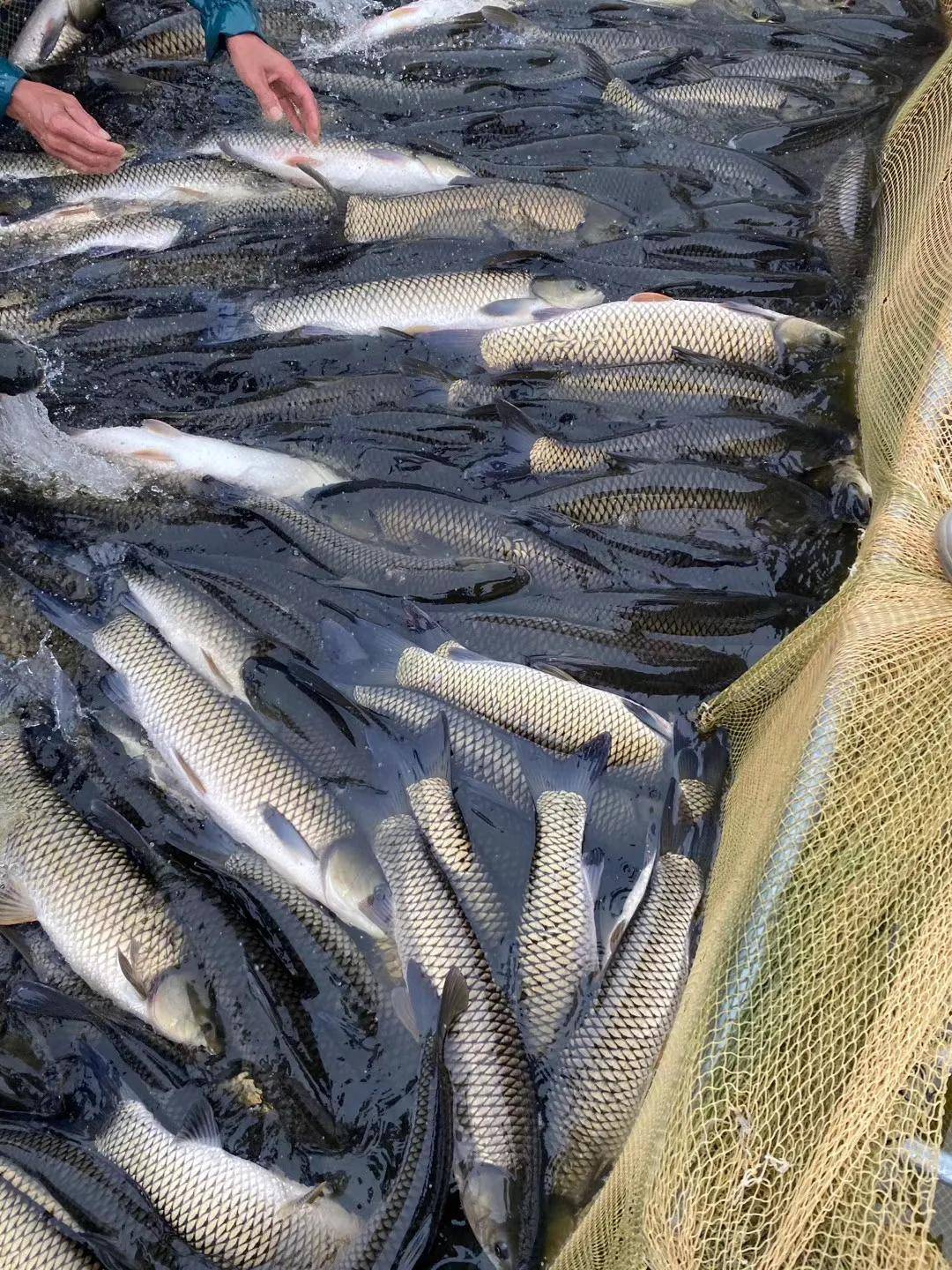 热水鱼大量上市,这里的经销商竟高价收鱼_价格