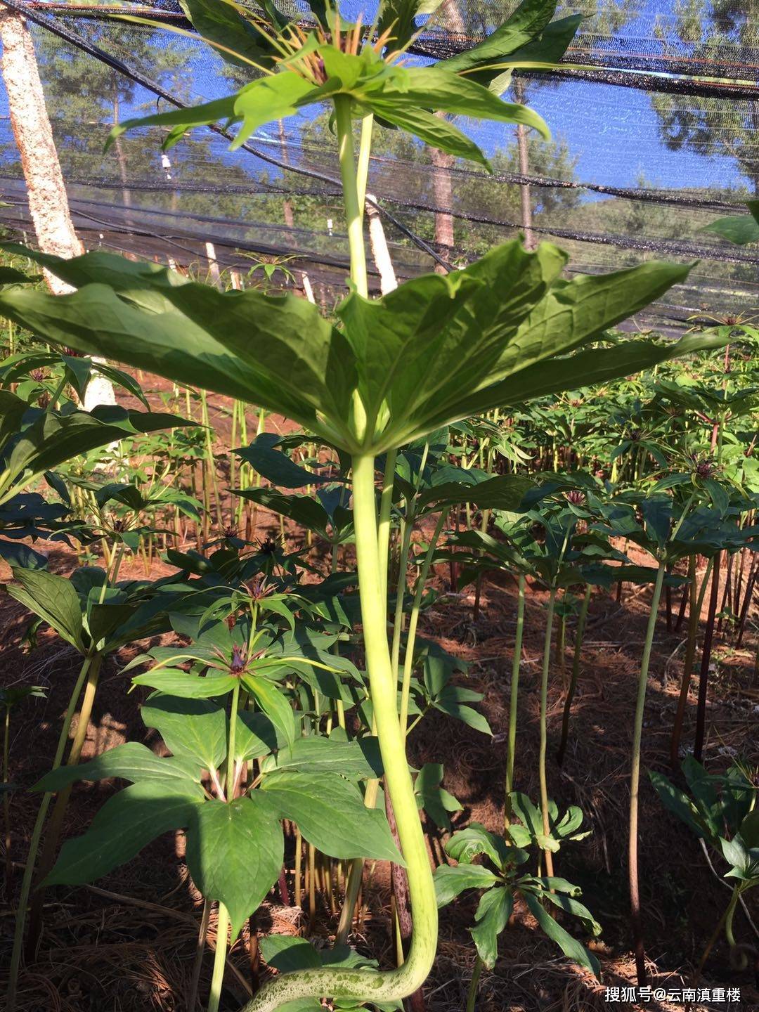 如何讓重樓高產與種植技術