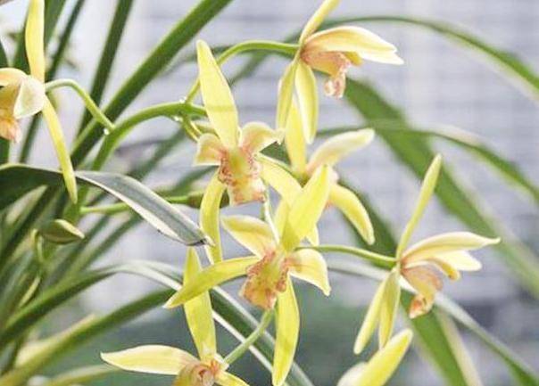 它的叶片边缘都镶嵌着金边线艺,不开花,也有很高的观赏价值