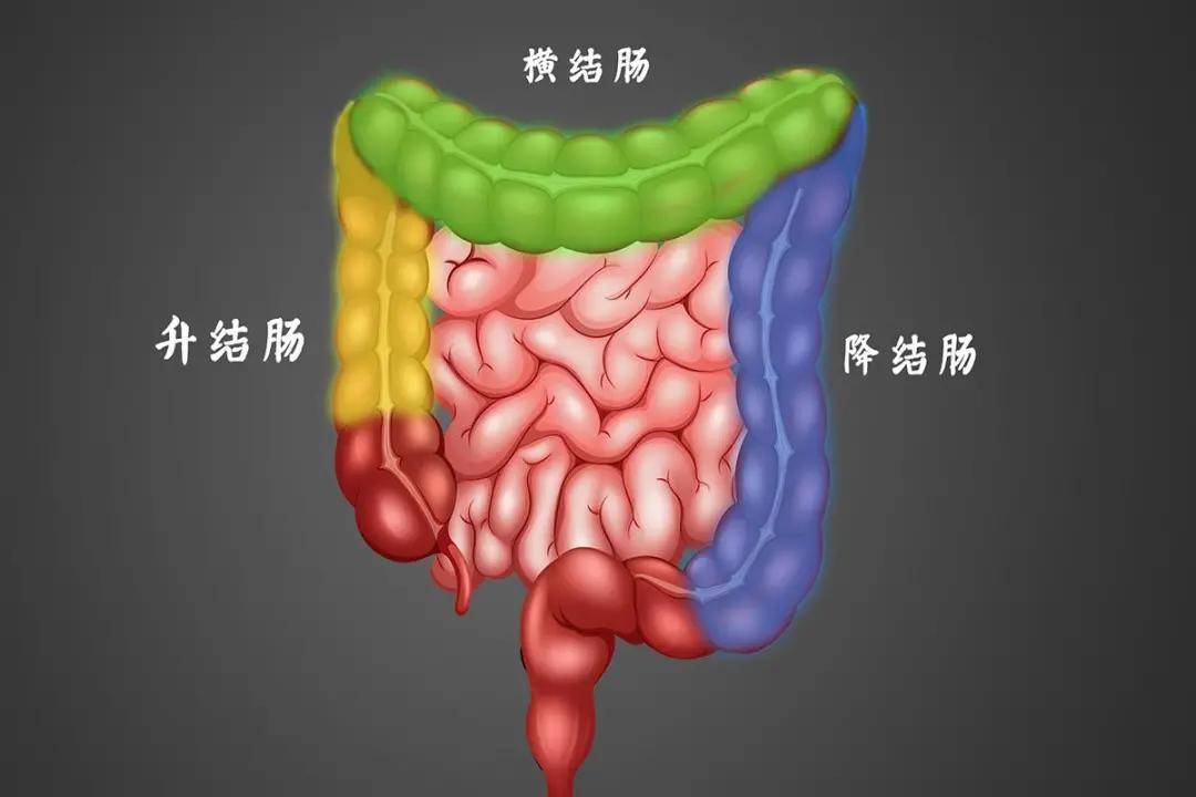 结肠隐窝位置图图片