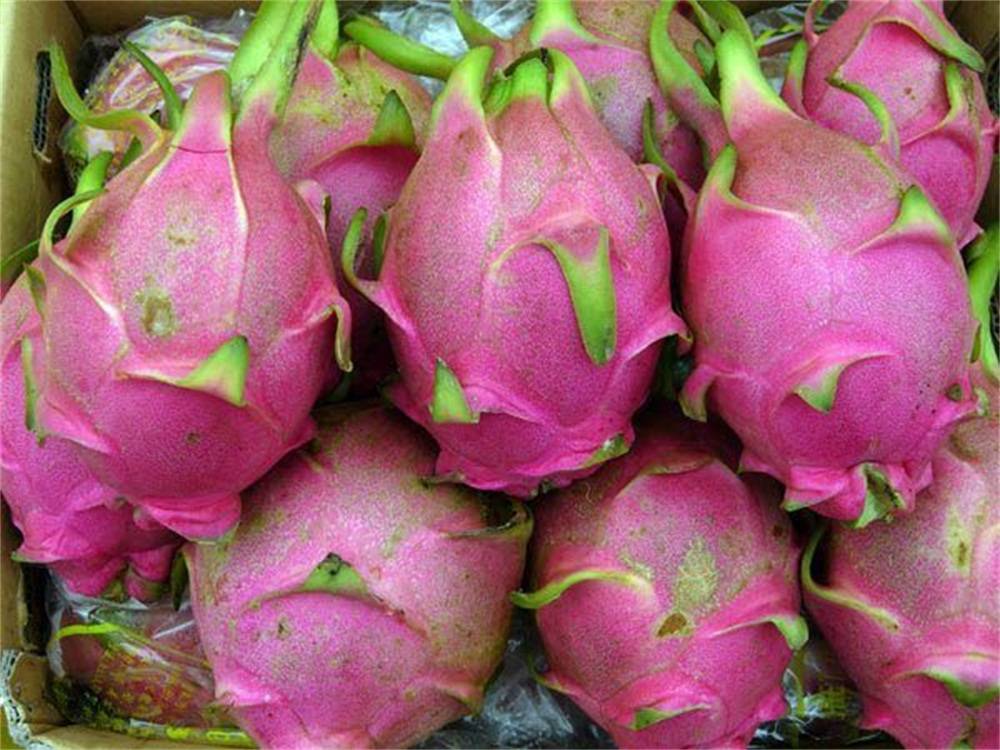 火龙果又被称为红龙果,龙珠果,仙蜜果,玉龙果.