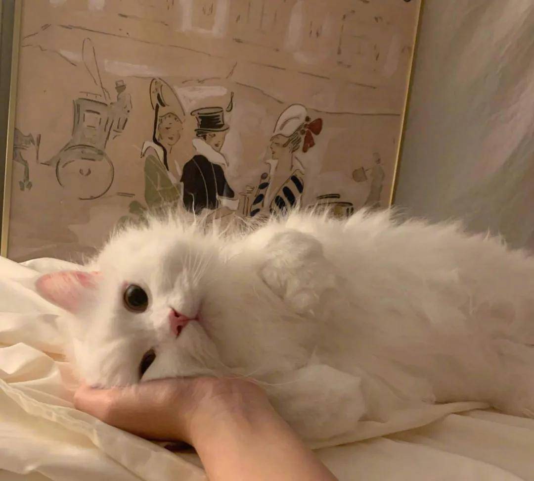 原创一组猫咪露肚皮的可爱图片看到第三张就想立马去撸猫了