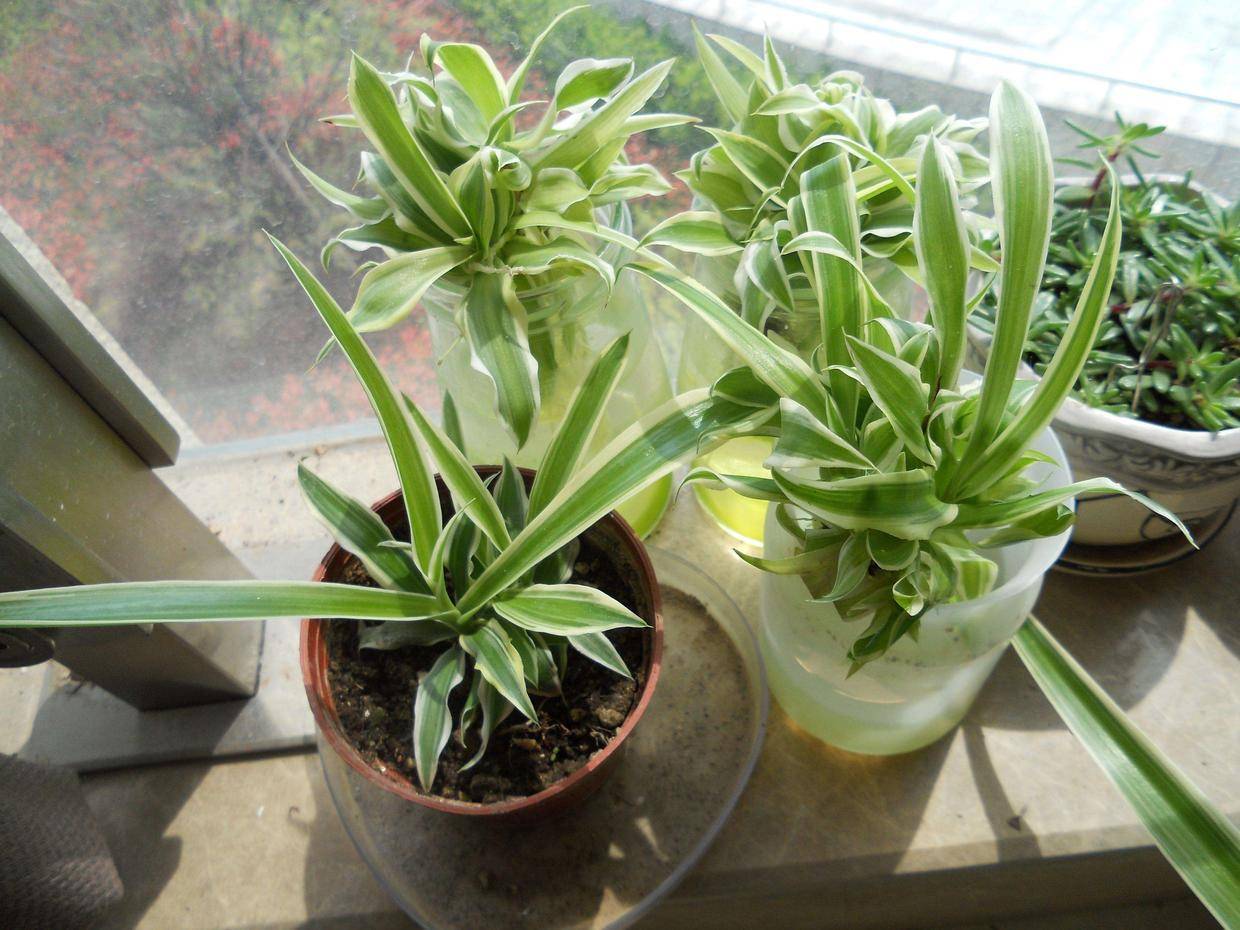 原创3种适合水培的花卉盆栽适当换水根系多叶绿根壮长得好