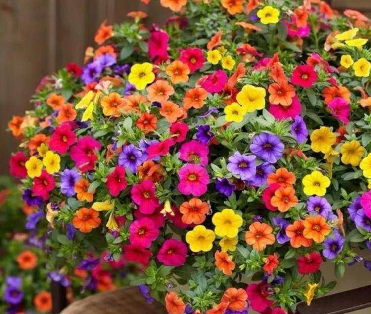 原创4种花最适合春天养365天都在开花阳台变成小花园