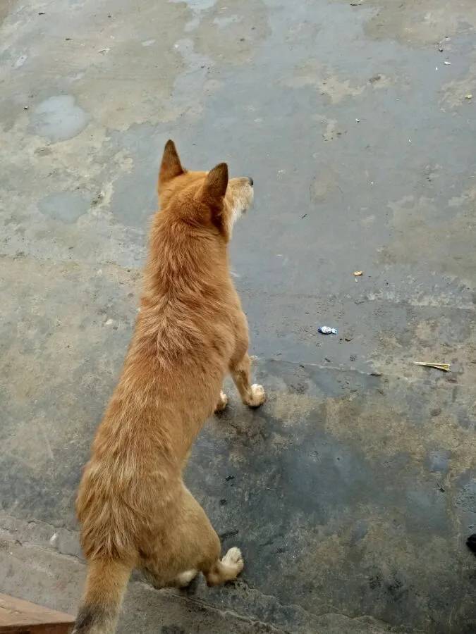 原生态田园犬.一头湘西犬王