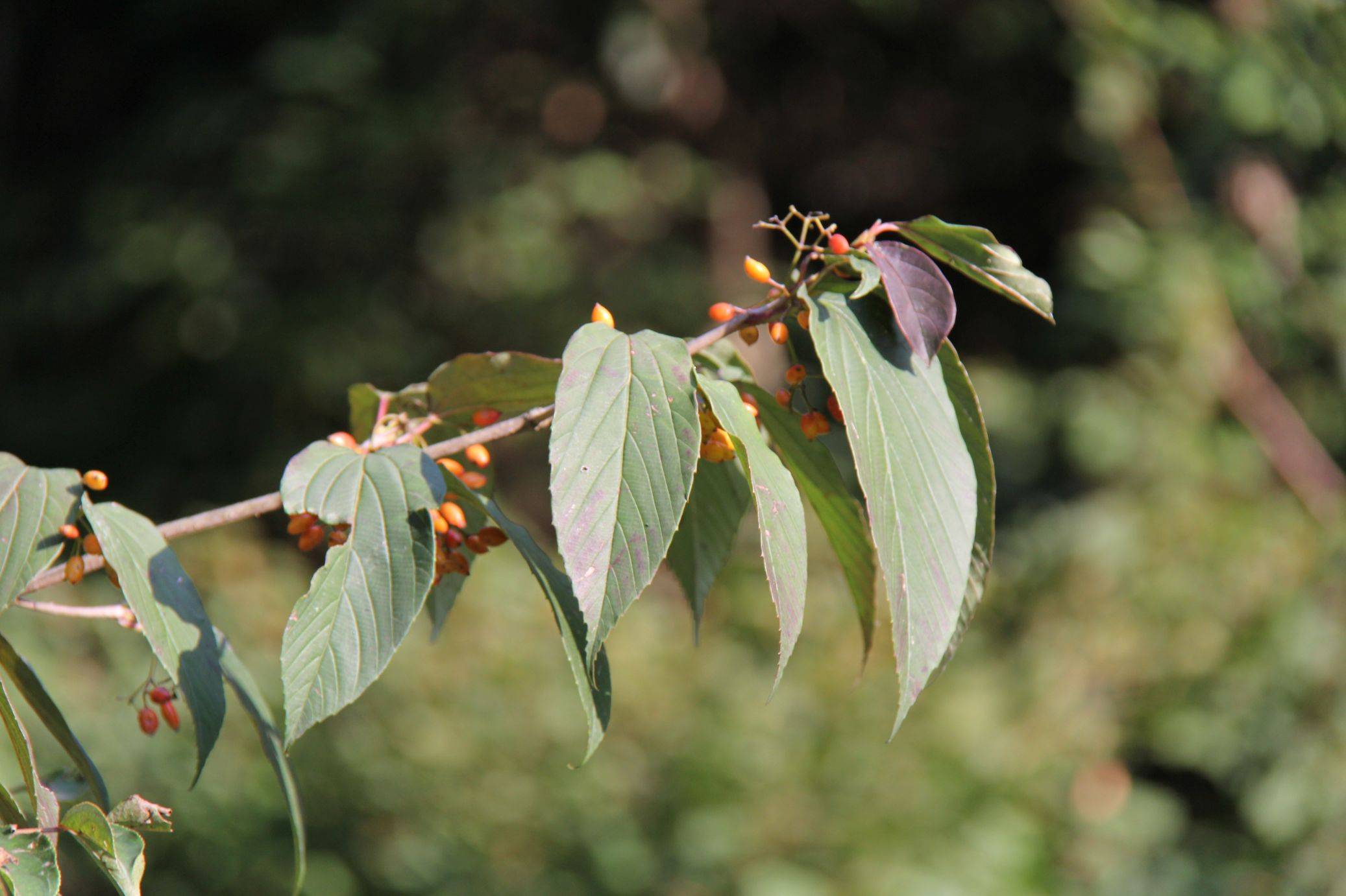 庆元植物1248-忍冬科-荚蒾属-饭汤子(茶荚蒾)