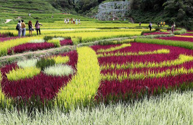 这山村把庄稼种成景观卖门票都能赚大钱看是啥