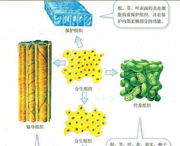 精选初中生物总复习资料核心资料背完就是高分