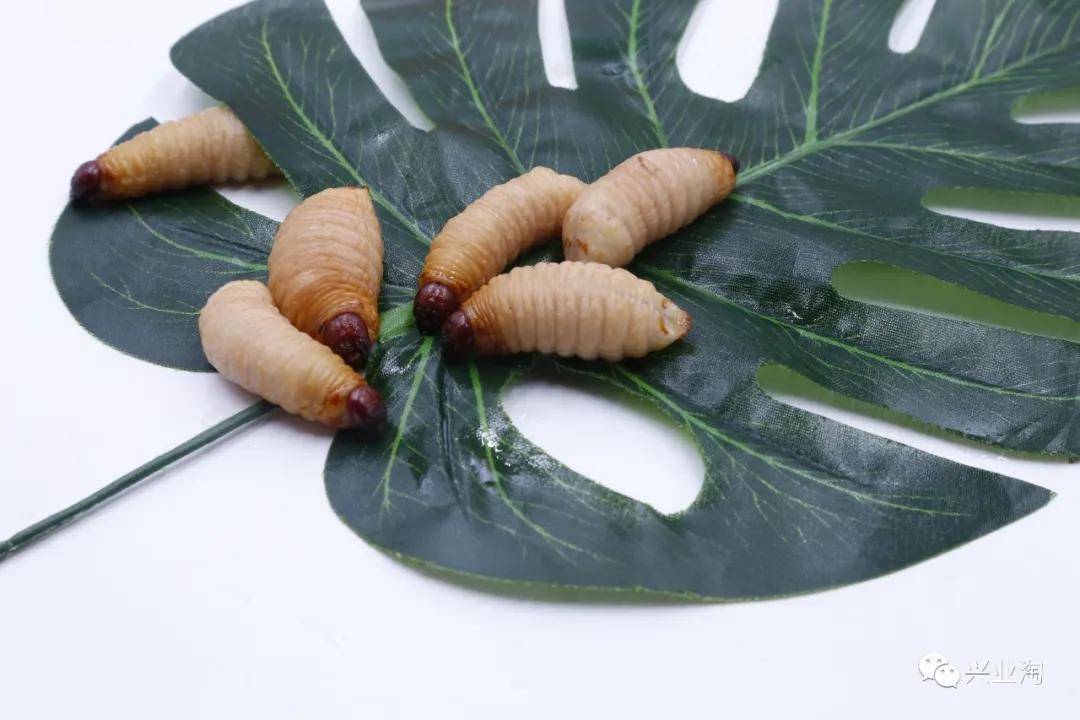 兴业贫困村正在孕育"白宝宝"产业