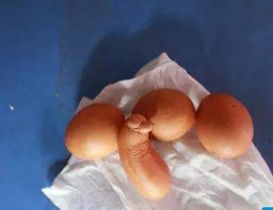 蛋个变小的原因你了解多少