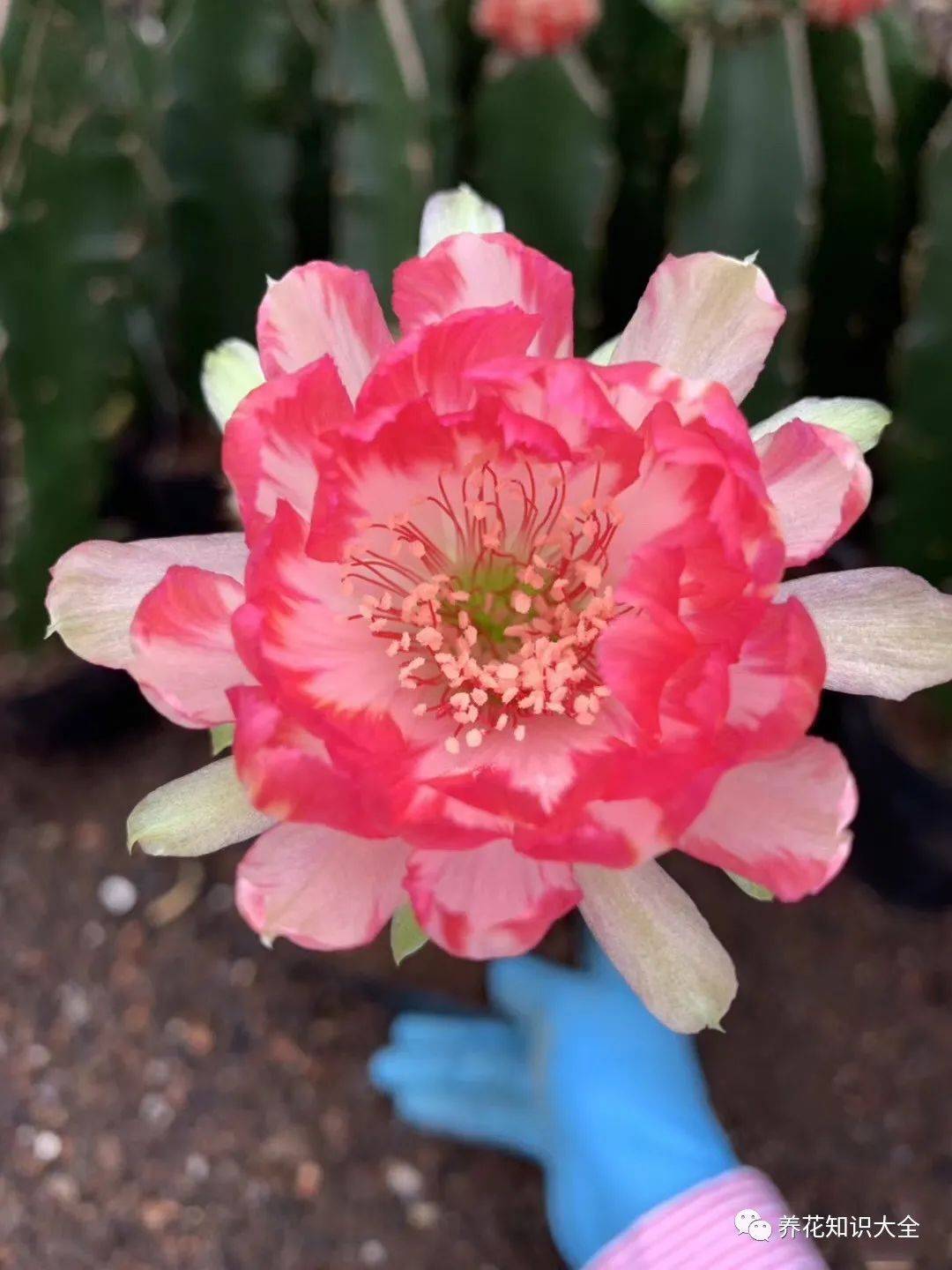 荷花仙人球,花开时比荷花还要美,勤花又好养!