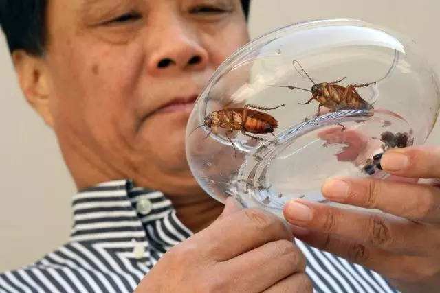 还敢用脚踩,拖鞋暴打蟑螂吗?爆浆的后果,可不是一般的严重_昆虫