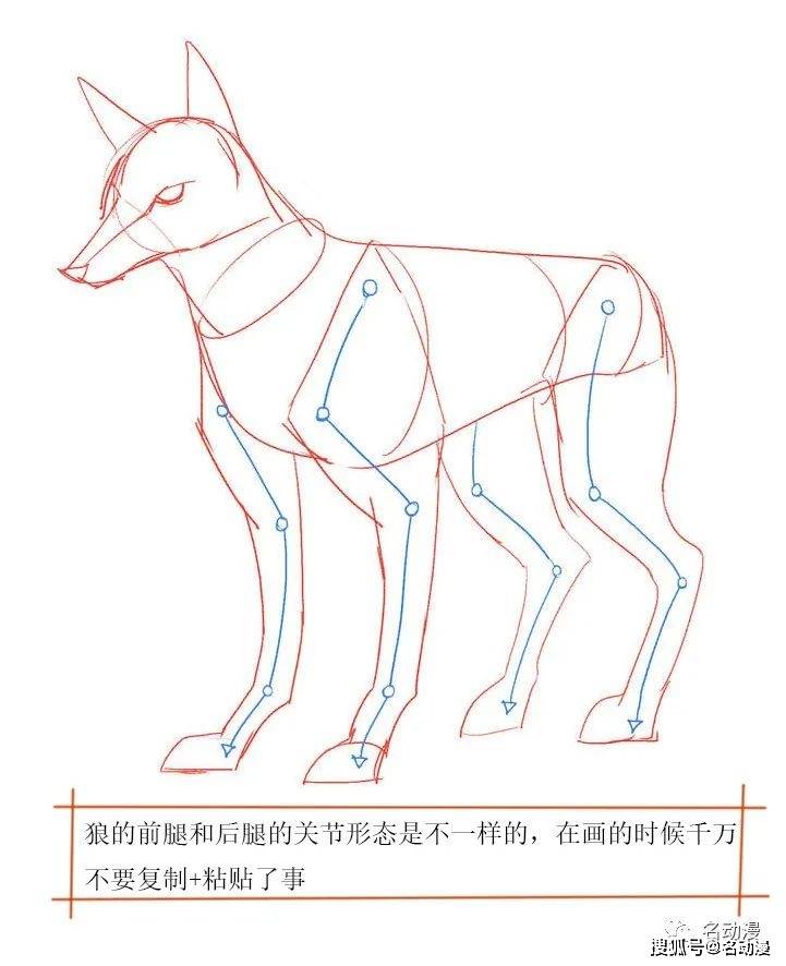 每日一画狼的画法