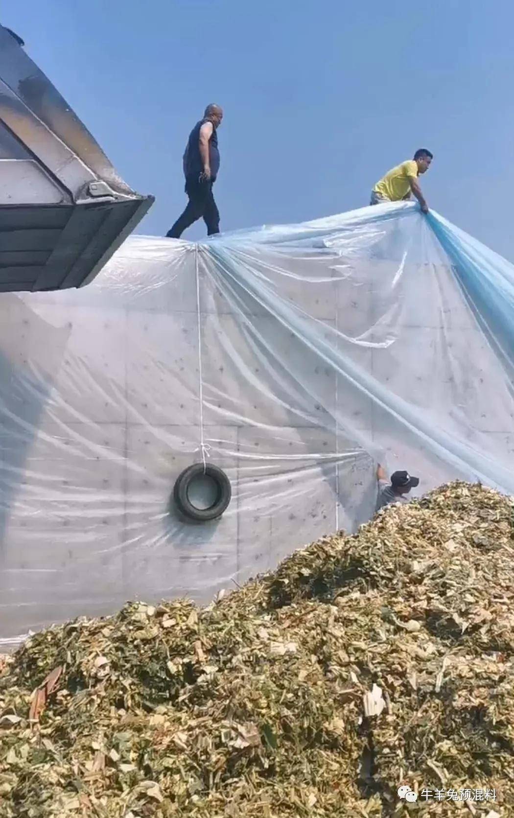 1万吨青贮现场,泽牧久远技术团队手把手教你如何做好青贮