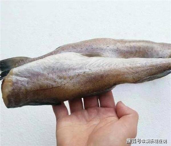 为什么渔民捕捞到鳕鱼要马上去掉鱼头掺杂了这种鱼可要当心