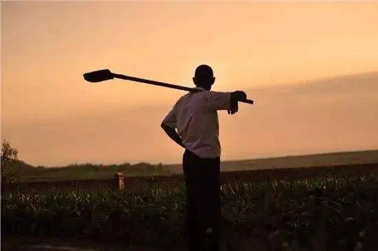 父亲的背影文|透彻的心66(江苏)总在田间地头,一种厚爱被父亲用锄头与