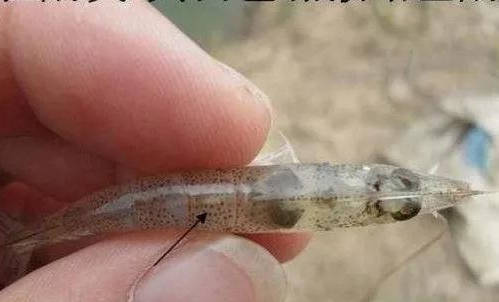 对虾感染弧菌后,多会停止进食现象,停止进食自然导致了空肠空胃.