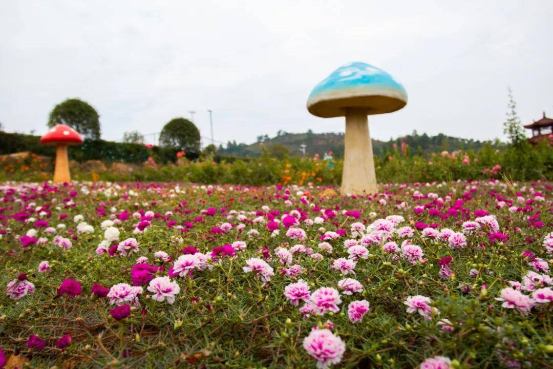 茶陵县茶乡花海景区漫步初秋风景静赏花色正浓