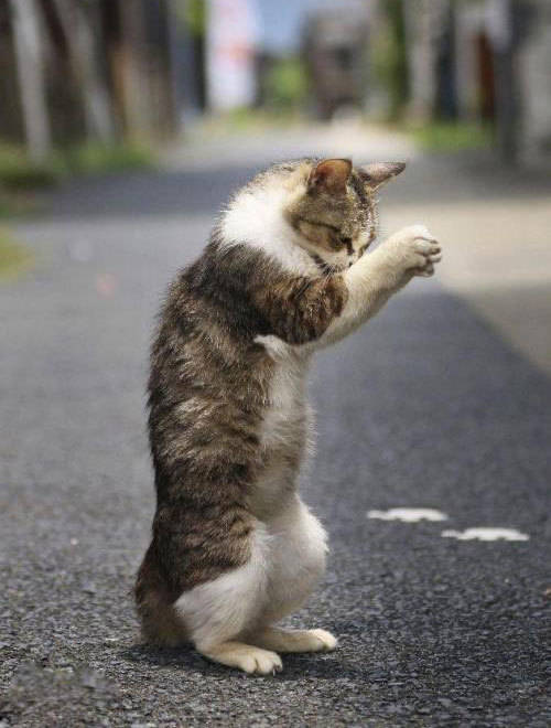 原创我家猫养着养着就变好兄弟,"走,喝酒去"