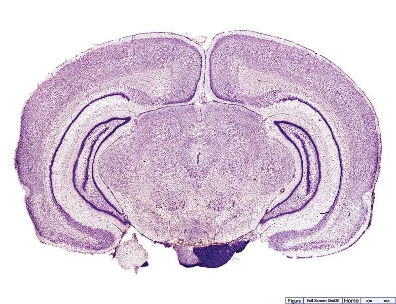 如何用image j实现组织图片的无缝拼接
