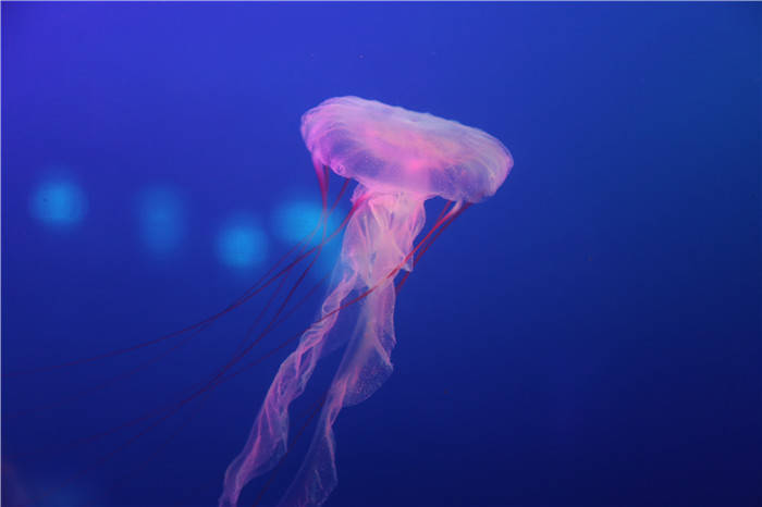 营业时间将从上午9点营业至晚间21点,快带上孩子体验这奇妙的海洋之旅