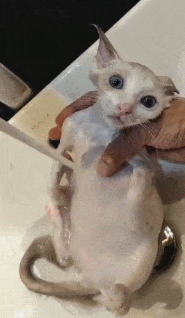 猫咪被抓洗澡,感觉像死了一样,两眼呆滞瞬间瘫软!