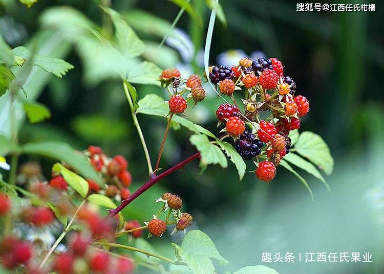 原創中國常見可生鮮食用野果你吃過嗎見過嗎他們營養價值都很高