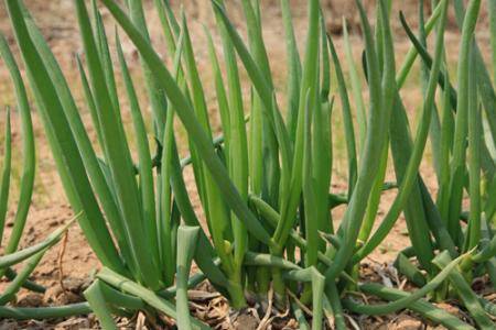 建筑工地附近的几笼葱,使工人们吃饭香甜了许多,原来是她种的